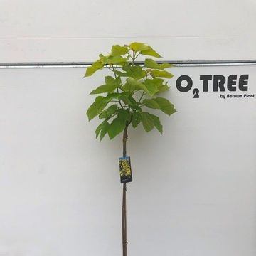 Catalpa bignonioides 'Aurea'
