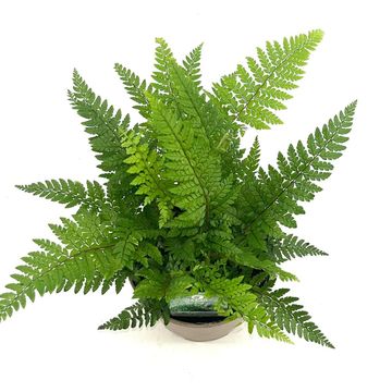 Polystichum makinoi