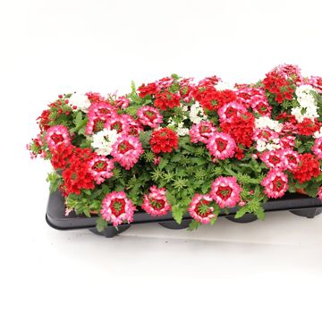 Verbena MIX IN POT