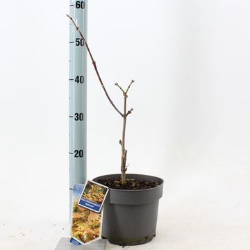 Acer shirasawanum 'Aureum'