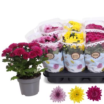 Chrysanthemum DOUBLEFLOWERING MIX