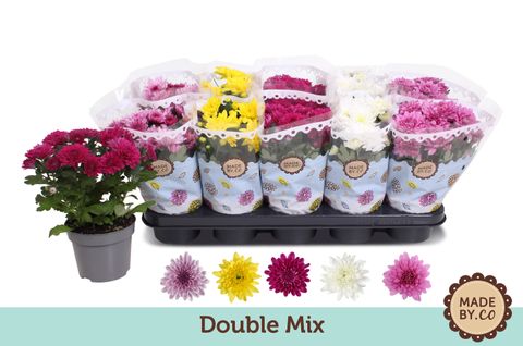 Chrysanthemum DOUBLEFLOWERING MIX