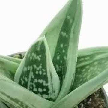 x Gasteraloe 'Green Ice'