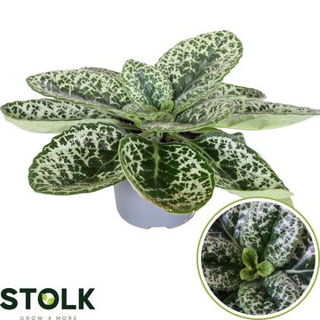 Streptocarpus 'Pretty Turtle'