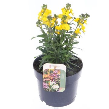 Erysimum LEYA LEMON YELLOW