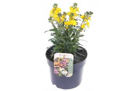 Erysimum LEYA LEMON YELLOW