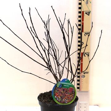 Physocarpus opulifolius DIABLE D'OR