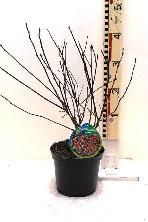 Physocarpus opulifolius DIABLE D'OR