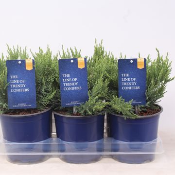 Juniperus sabina 'Tamariscifolia'