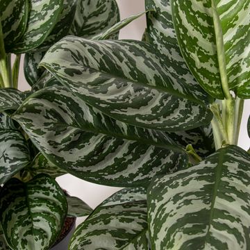 Aglaonema 'Jungle Silver'