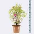 Syringa x chinensis 'Bicolor'