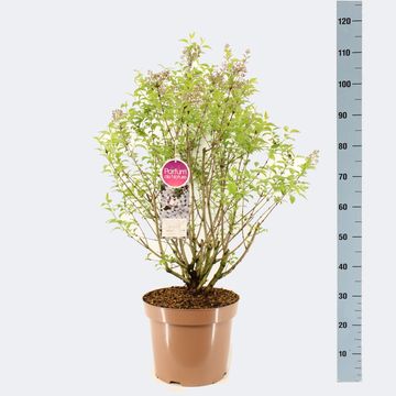 Syringa x chinensis 'Bicolor'