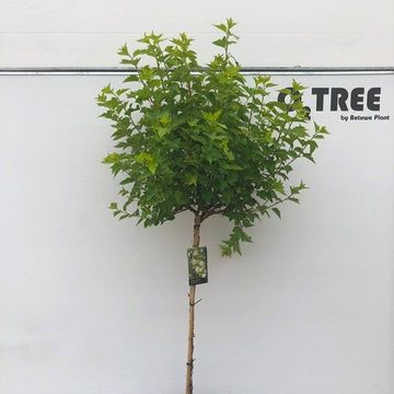 Physocarpus opulifolius 'Luteus'