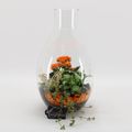 Arrangement Basic Fundamentals Terrarium