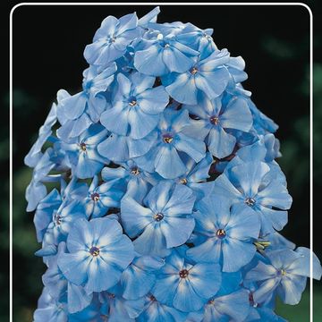 Phlox 'Blue Boy'