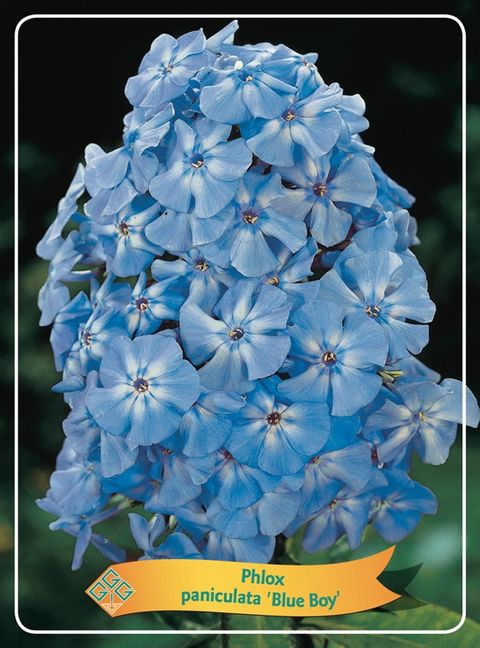 Phlox 'Blue Boy'