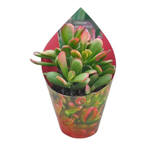 Crassula ovata 'Hobbit Tricolor'