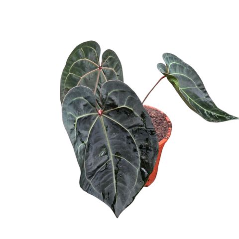 Anthurium 'Ace of Spades'