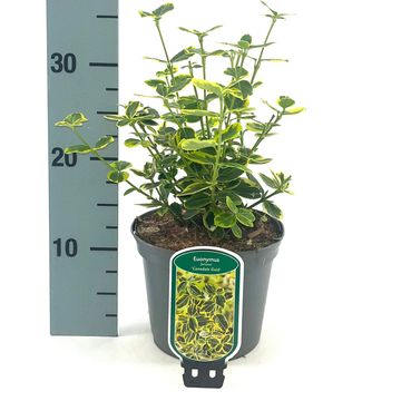 Euonymus fortunei 'Canadale Gold'