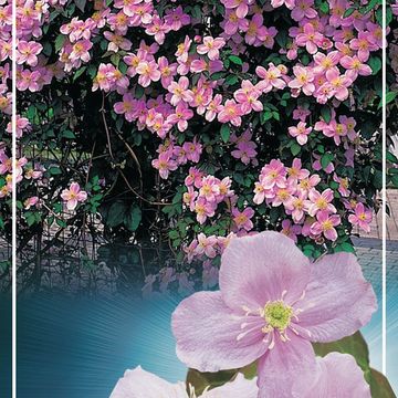 Clematis MONTANA MIX (M)