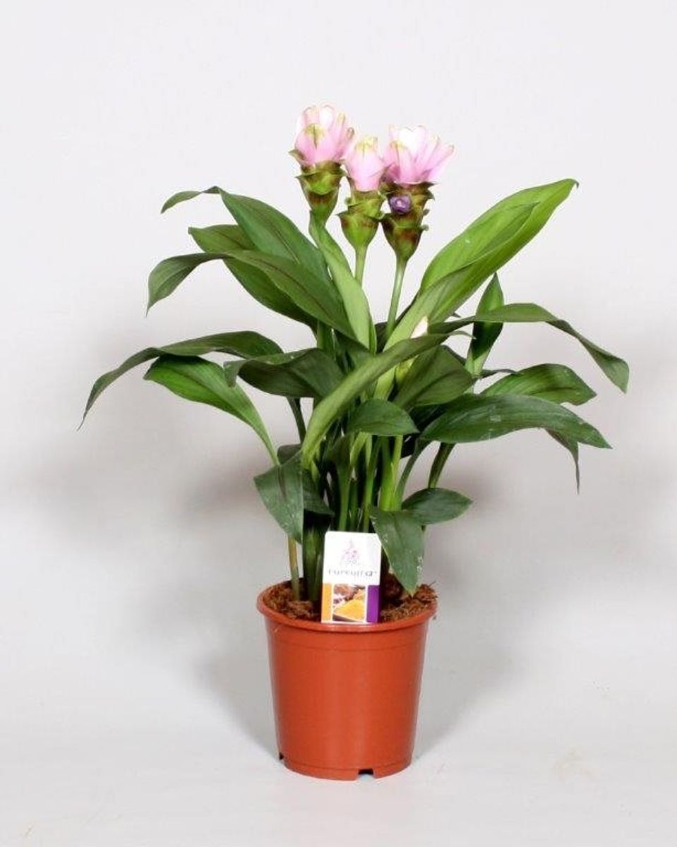 Curcuma Alismatifolia Siam Sweet — Plant Wholesale Floraccess 0096