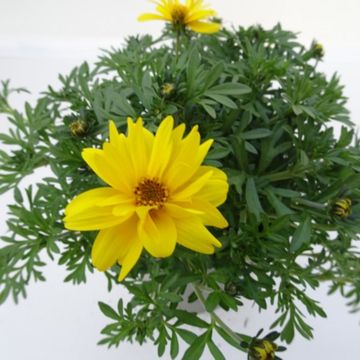 Bidens ferulifolia 'Tweety'