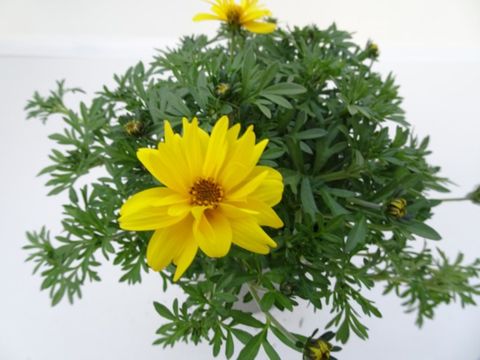 Bidens ferulifolia 'Tweety'