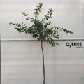 Amelanchier lamarckii