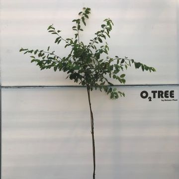 Amelanchier lamarckii