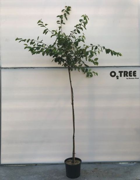 Amelanchier lamarckii