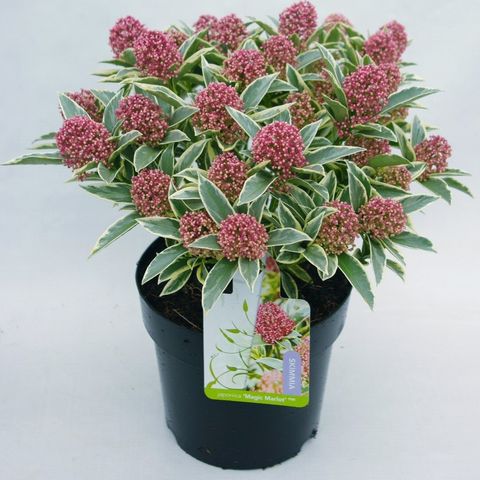 Skimmia japonica 'Magic Marlot'