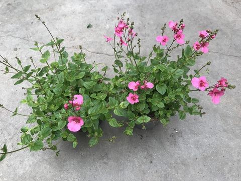 Diascia barberae