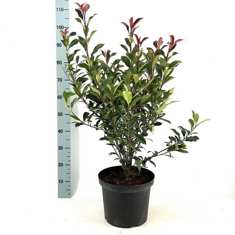 Photinia x fraseri CARRÉ ROUGE