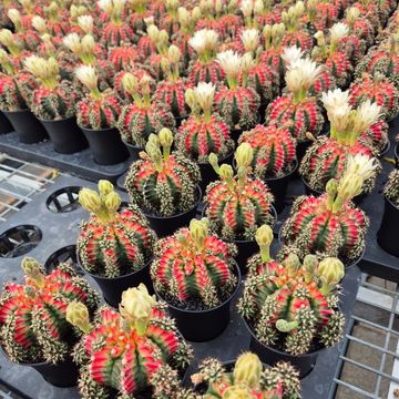 Gymnocalycium mihanovichii 'Multicolor'