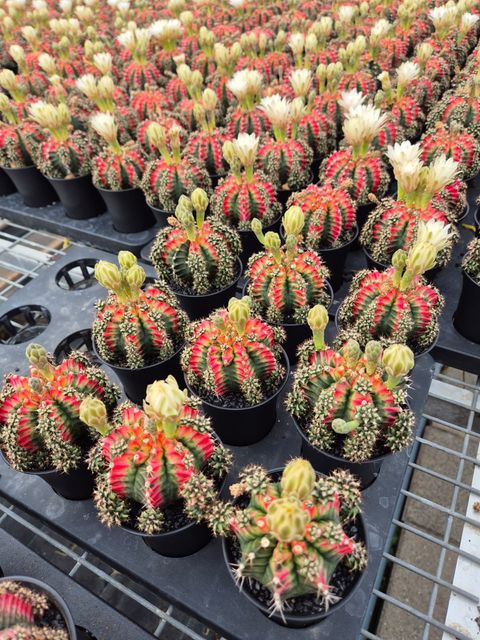 Gymnocalycium mihanovichii 'Multicolor'