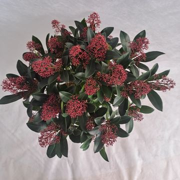 Skimmia japonica 'Rubella'