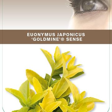 Euonymus japonicus GOLDMINE SENSE