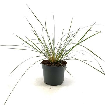 Stipa gigantea