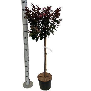 Lagerstroemia indica RHAPSODY IN PINK