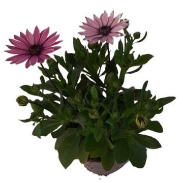 Osteospermum MARGARITA DARK PINK