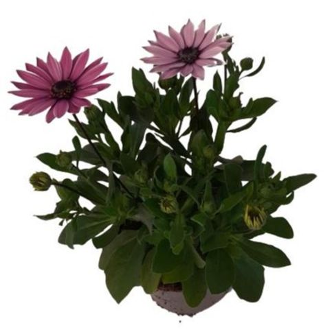 Osteospermum MARGARITA DARK PINK