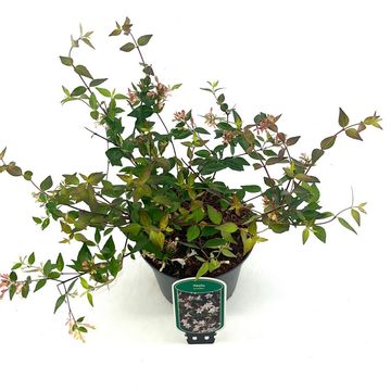 Abelia x grandiflora