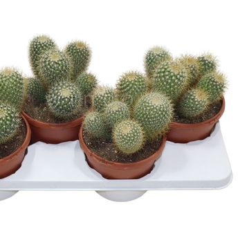 Mammillaria pringlei