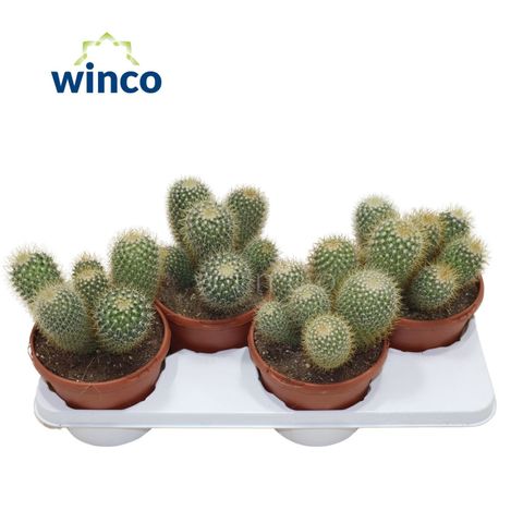 Mammillaria pringlei