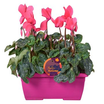 Cyclamen persicum SUPER SERIE S ALLURE MIX