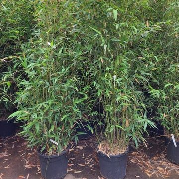 Phyllostachys aurea