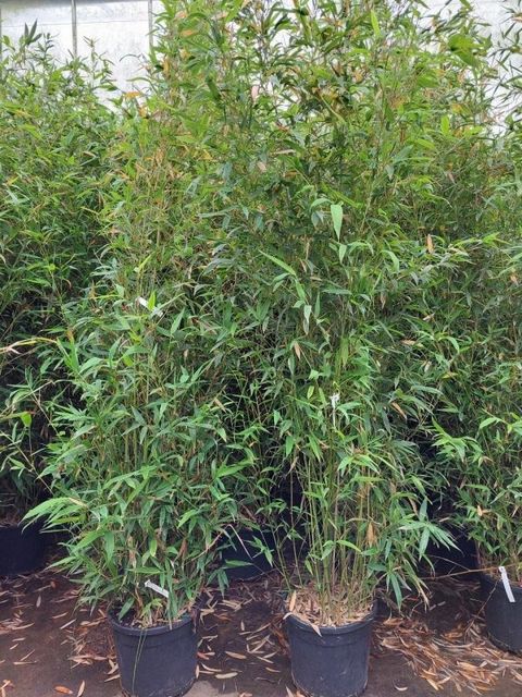 Phyllostachys aurea