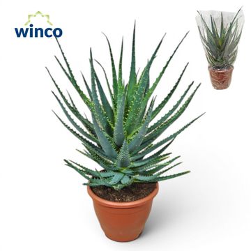 Aloe arborescens
