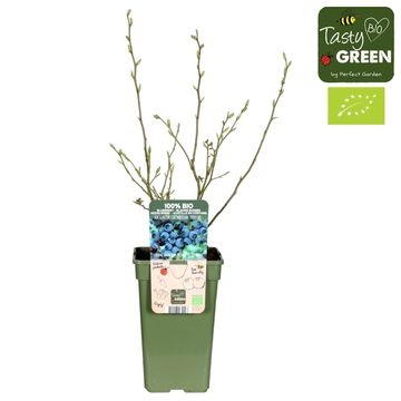 Vaccinium corymbosum 'Poppins'