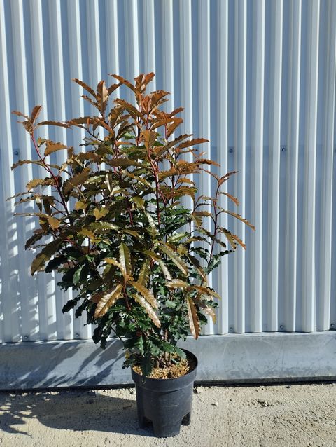 Photinia serratifolia CRUNCHY